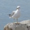 Photo Martigues - Gabian au bord de l'étang à Ferrières