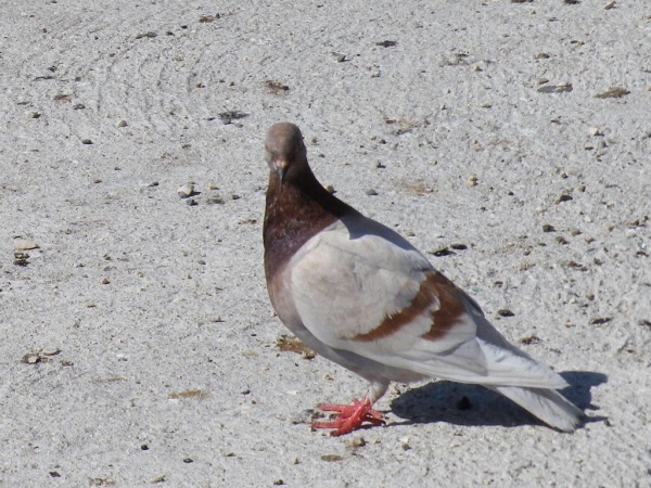 Photo Martigues - Pigeon