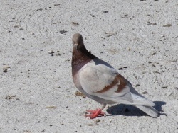 Photo faune et flore, Martigues - Pigeon