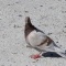 Photo Martigues - Pigeon