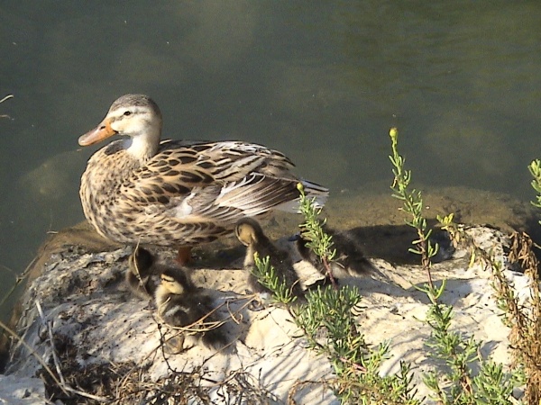 Photo Martigues - Maman canard et ses petits, parc de la Rode