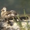 Photo Martigues - Maman canard et ses petits, parc de la Rode
