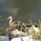 Photo Martigues - canard, Parc de la Rode Ferrières