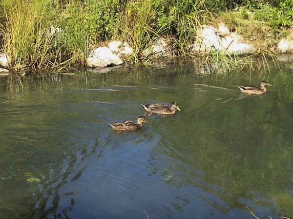 Photo Martigues - Parc de la Rode et ses canards