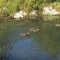 Photo Martigues - Parc de la Rode et ses canards