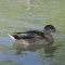 Photo Martigues - canard au Parc de la Rode