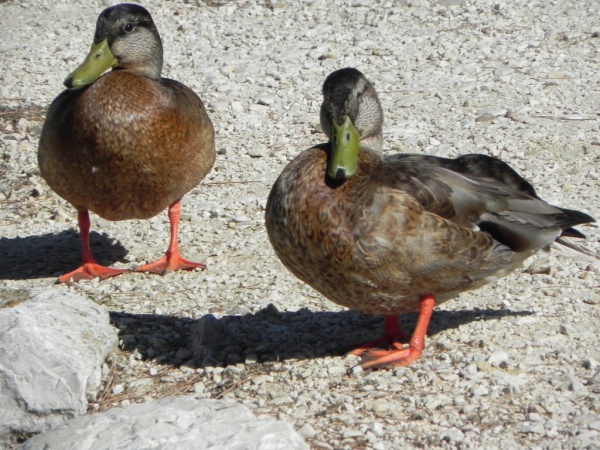 Photo Martigues - Couple de canards