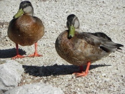 Photo faune et flore, Martigues - Couple de canards