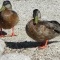 Photo Martigues - Couple de canards