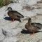 Photo Martigues - Canards du Parc de la Rode