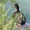 Photo Martigues - Je vais sauter