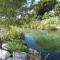 Photo Martigues - Petit plan d'eau où vit les familles canards