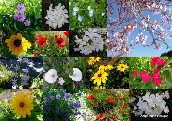 Photo Martigues - Fleurs de printemps Martigues