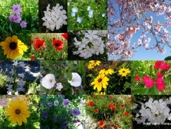 Photo faune et flore, Martigues - Fleurs de printemps Martigues