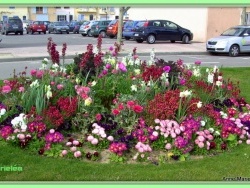 Photo faune et flore, Martigues - Le quai des Anglais et ces fleurs