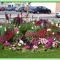 Photo Martigues - Le quai des Anglais et ces fleurs