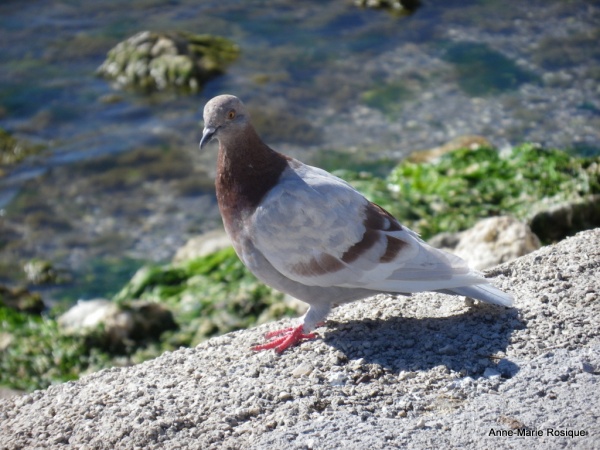 Photo Martigues - Pigeon