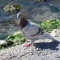 Photo Martigues - Pigeon