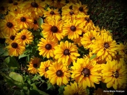 Photo faune et flore, Martigues - Parterre de fleurs jaunes