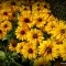 Photo Martigues - Parterre de fleurs jaunes