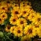 Parterre de fleurs jaunes