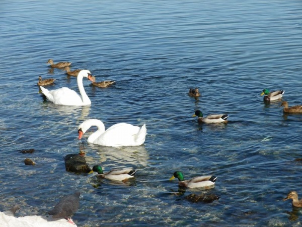 Photo Martigues - Cygnes et canards sur l'étang de Berre