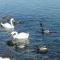 Photo Martigues - Cygnes et canards sur l'étang de Berre