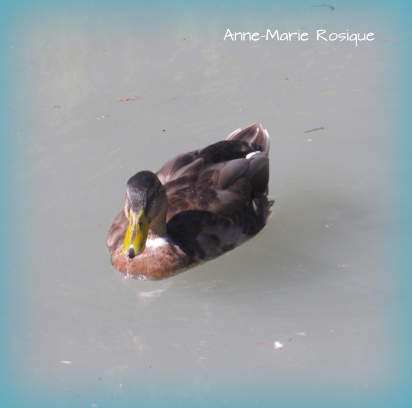 Photo Martigues - Canard au Parc de la Rode Ferrières