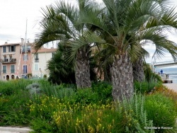 Photo paysage et monuments, Martigues - Le Quai des Anglais et ses palmiers