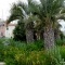 Photo Martigues - Le Quai des Anglais et ses palmiers