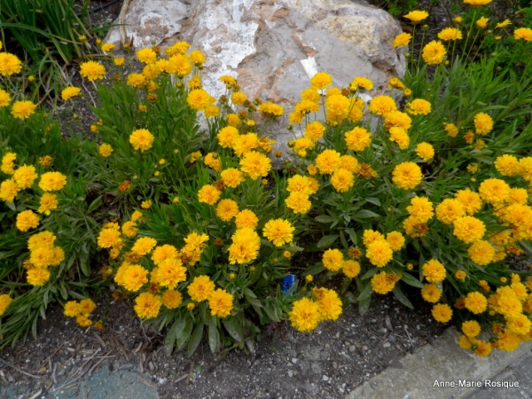 Photo Martigues - Martigues fleuries