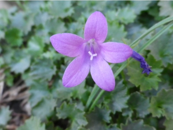 Photo Martigues - Fleur sauvage