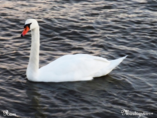 Photo Martigues - CYGNE