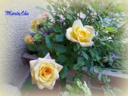 Photo faune et flore, Martigues - Roses