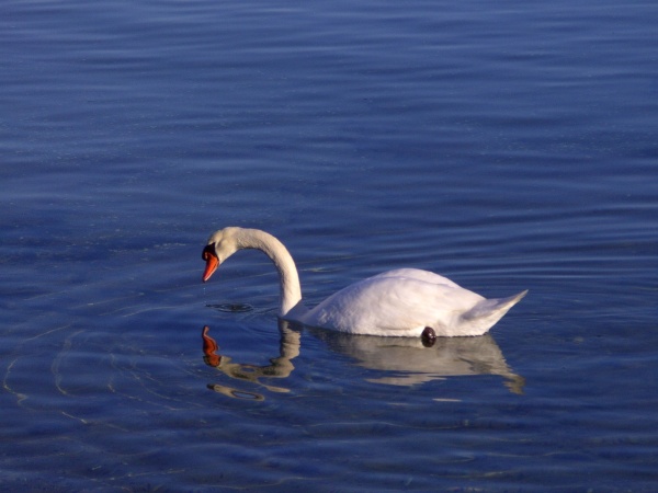 Photo Martigues - Le cygne et son reflet