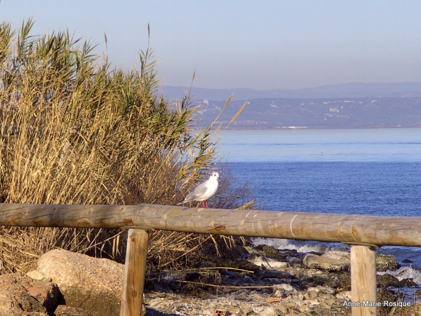 Photo Martigues - Le gabian au parc de la Rode