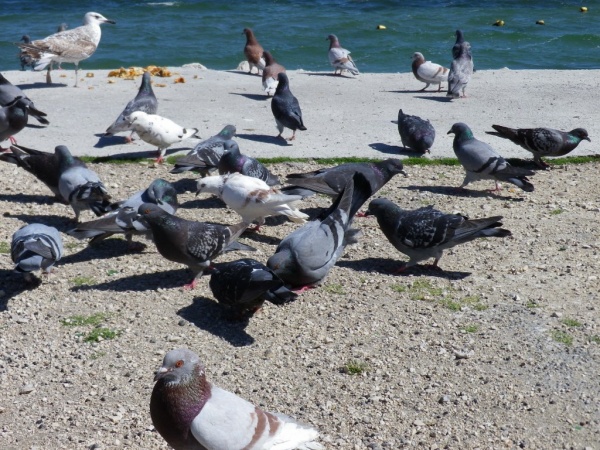 Photo Martigues - Les pigeons de bord de l'étang à Ferrières