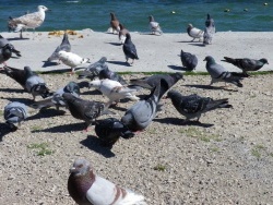 Photo faune et flore, Martigues - Les pigeons de bord de l'étang à Ferrières