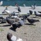 Photo Martigues - Les pigeons de bord de l'étang à Ferrières