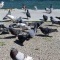 Les pigeons de bord de l'étang à Ferrières