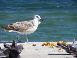 Photo faune et flore, Martigues - Goeland et pigeons en plein repas