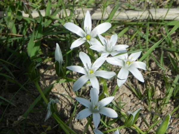 Photo Martigues - Flore de printemps au parc de la Rode
