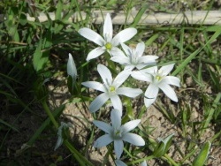 Photo faune et flore, Martigues - Flore de printemps au parc de la Rode