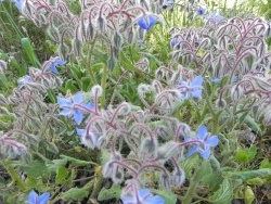 Photo faune et flore, Martigues - Flore sauvage du bord de l'étang