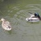 Photo Martigues - Canards au Parc de la Rode