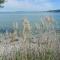 Photo Martigues - Marguerites de printemps