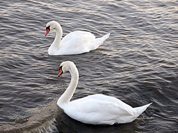 Photo Martigues - Cygnes sur l'Etang de Berre à Ferrières