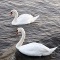 Photo Martigues - Cygnes sur l'Etang de Berre à Ferrières