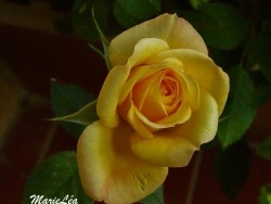 Photo faune et flore, Martigues - Rose jaune