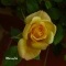 Photo Martigues - Rose jaune